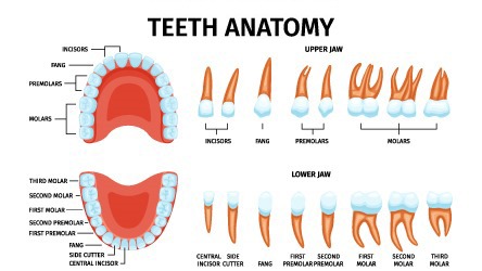 Anatomy & Embryology